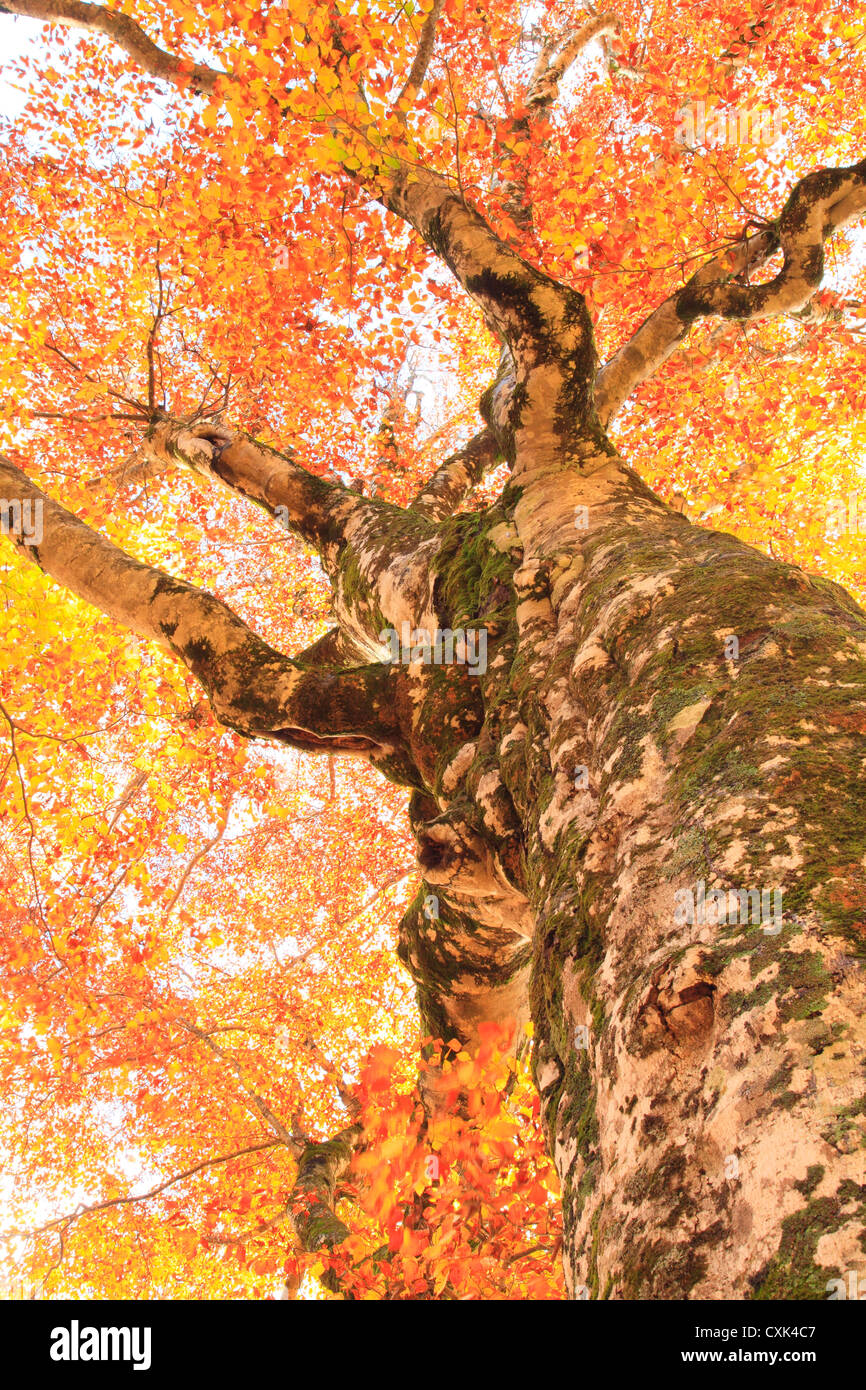 Beech tree and foliage in Shirakami Sanchi, Aomori Prefecture Stock Photo