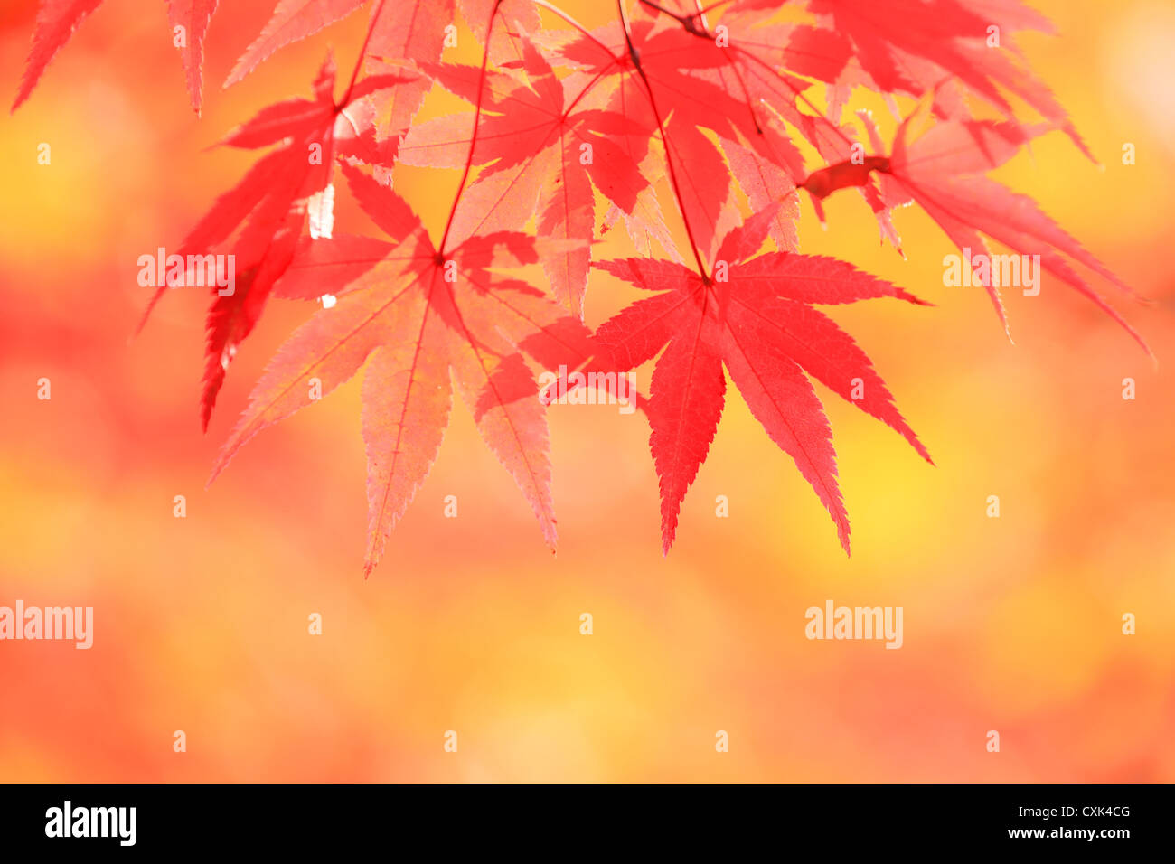 Maple autumn leaves Stock Photo