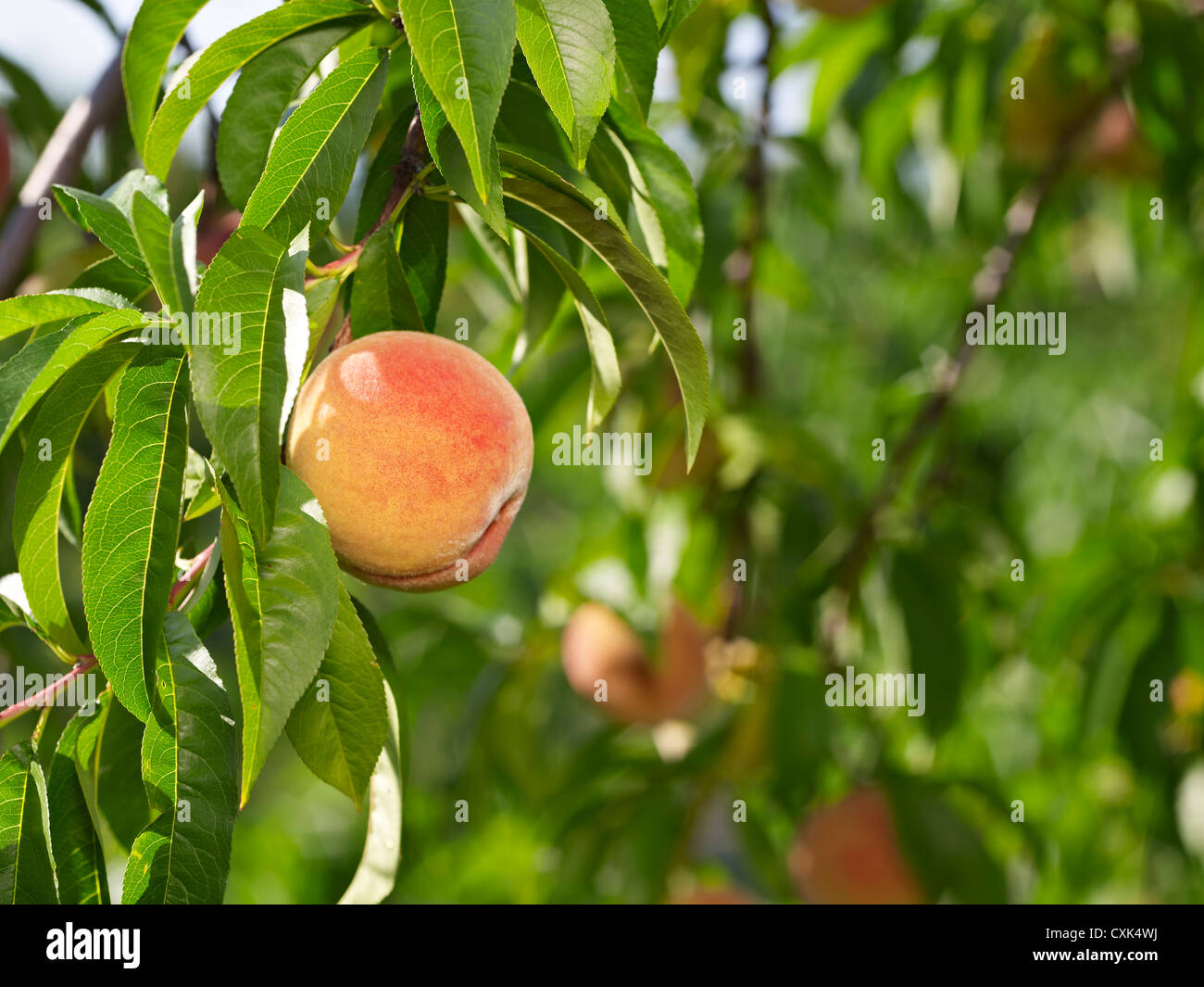 Peaches in Montreal, QC – IN PHOTOS