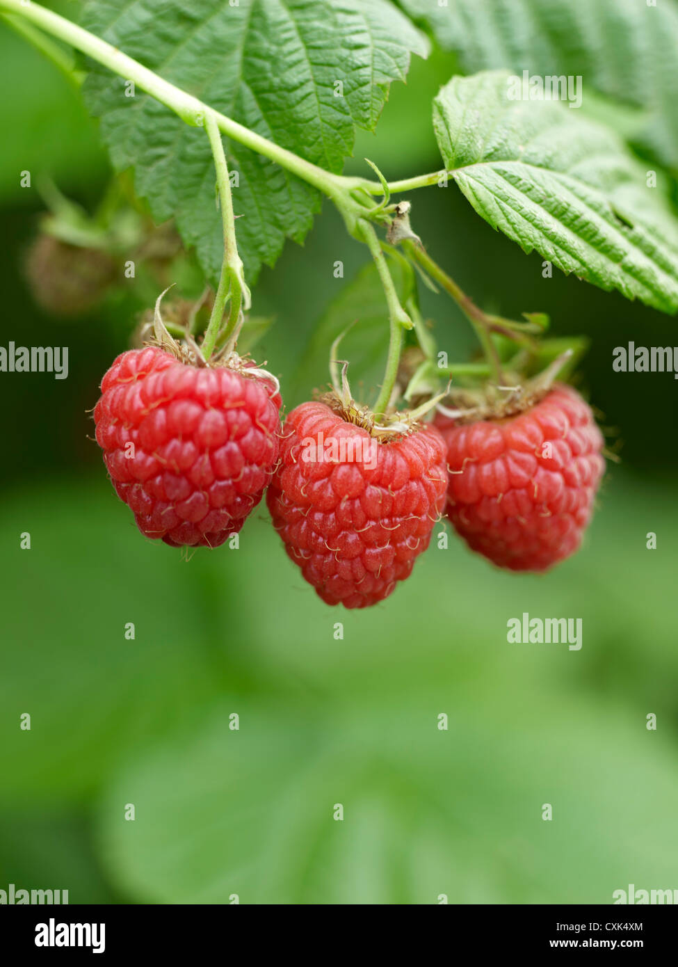 Bc Raspberries Farm in canada harvesting raspberries hi-res stock photography and ...
