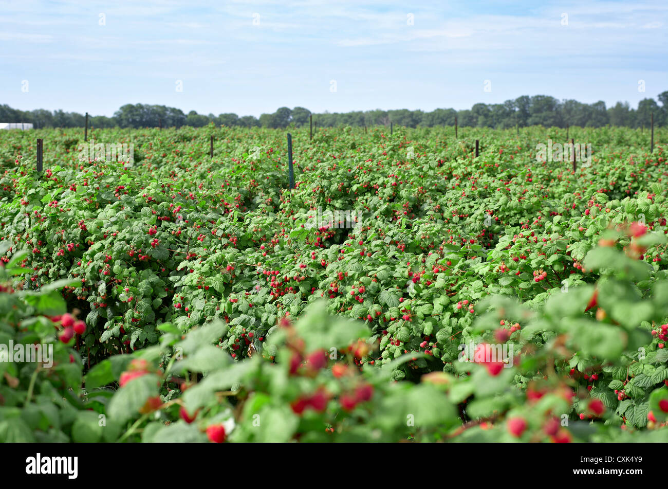Scenic summer farms hires stock photography and images Alamy