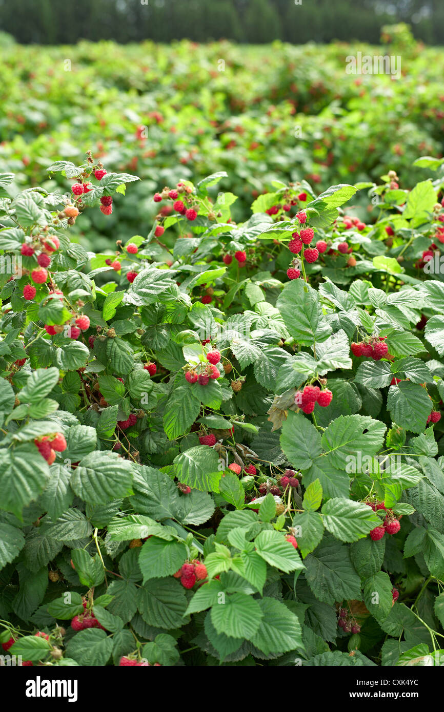Raspberries Bushes, Barrie Hill Farms, Barrie, Ontario, Canada Stock Photo Alamy