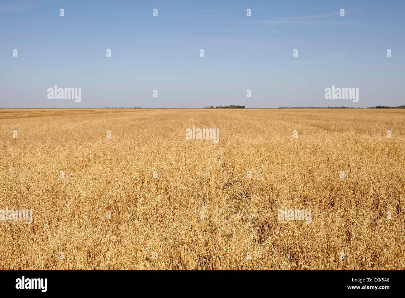 Oats, Starbuck, Macdonald, Manitoba, Canada Stock Photo Alamy