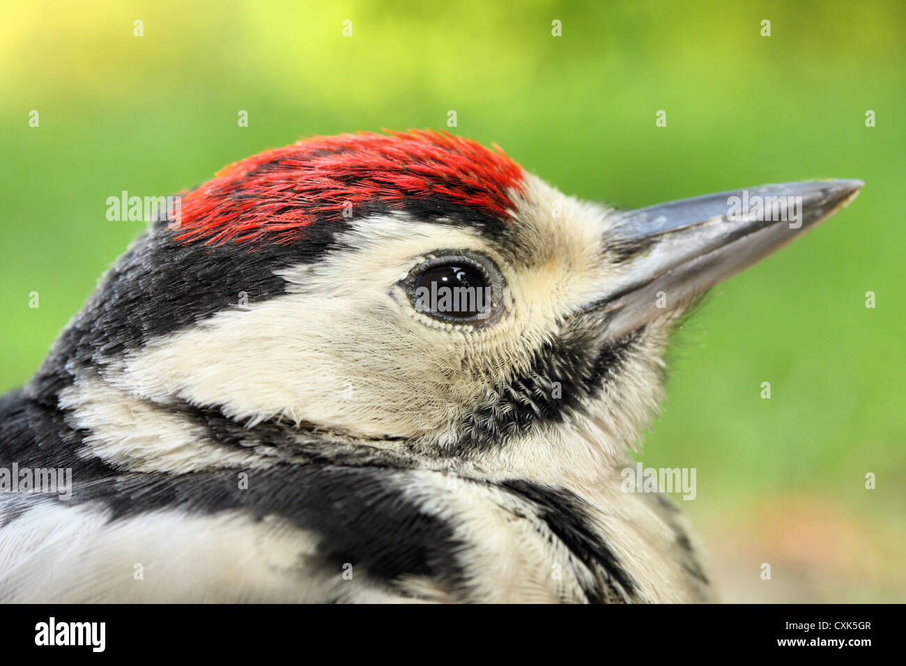 Close-up of a juvenile Great Spotted Woodpecker, Dendrocopos major Stock Photo