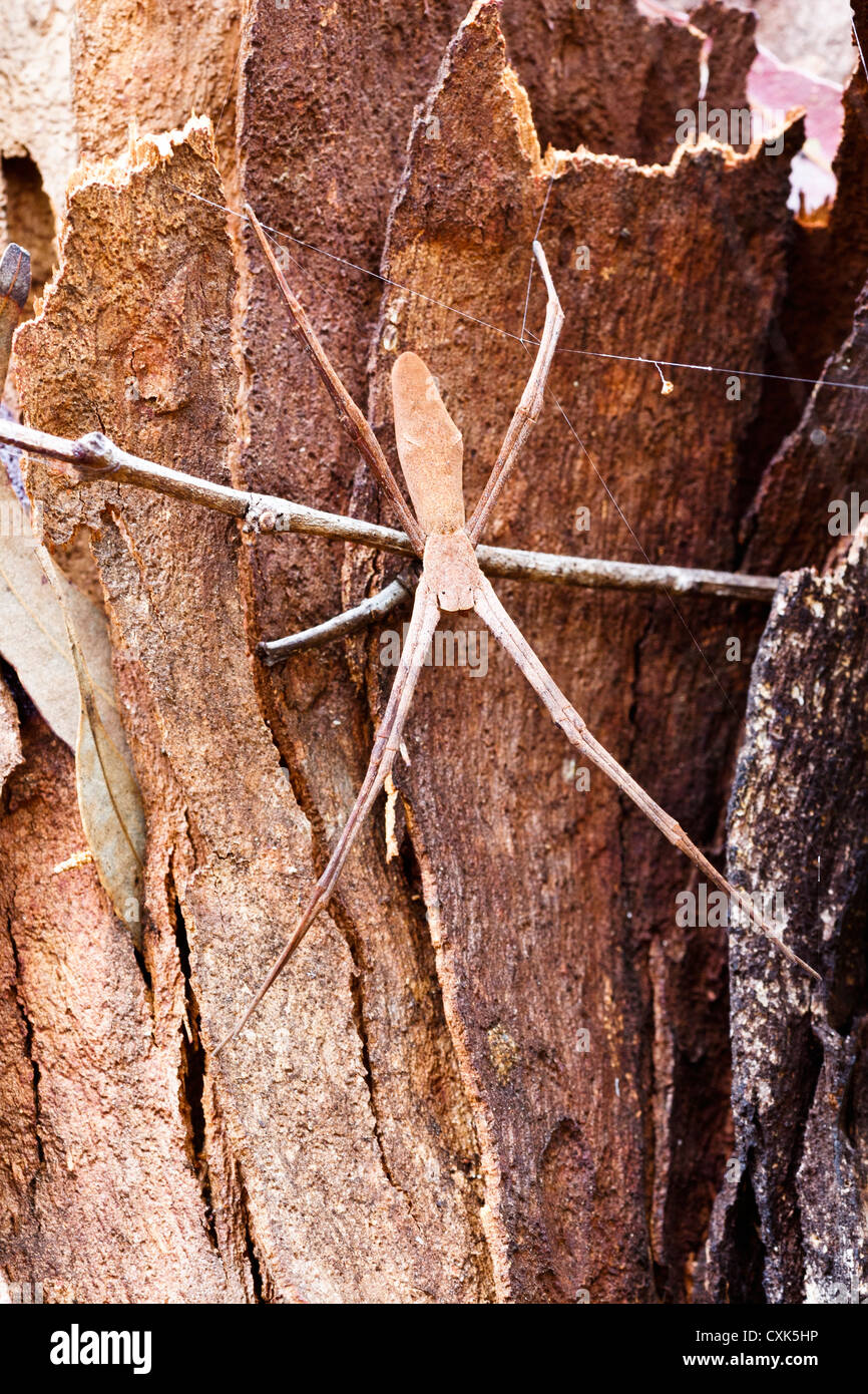 Female Common Net-casting Spider - “Deinopis subrufa Stock Photo - Alamy