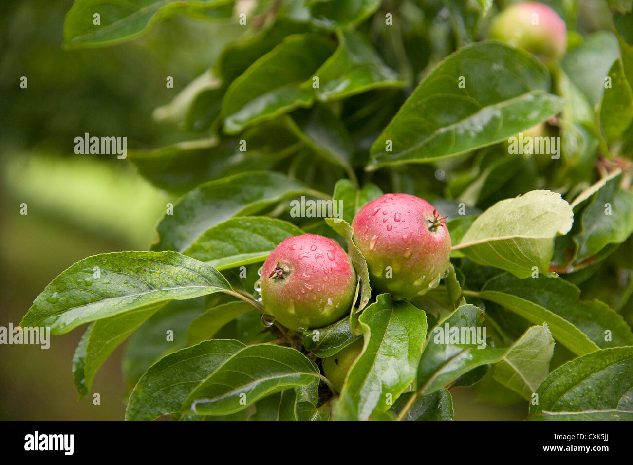 Apples on Tree, Freiburg, Baden-Wurttemberg, Germany Stock Photo