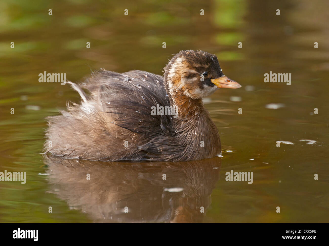 Little grebe chick Stock Photo