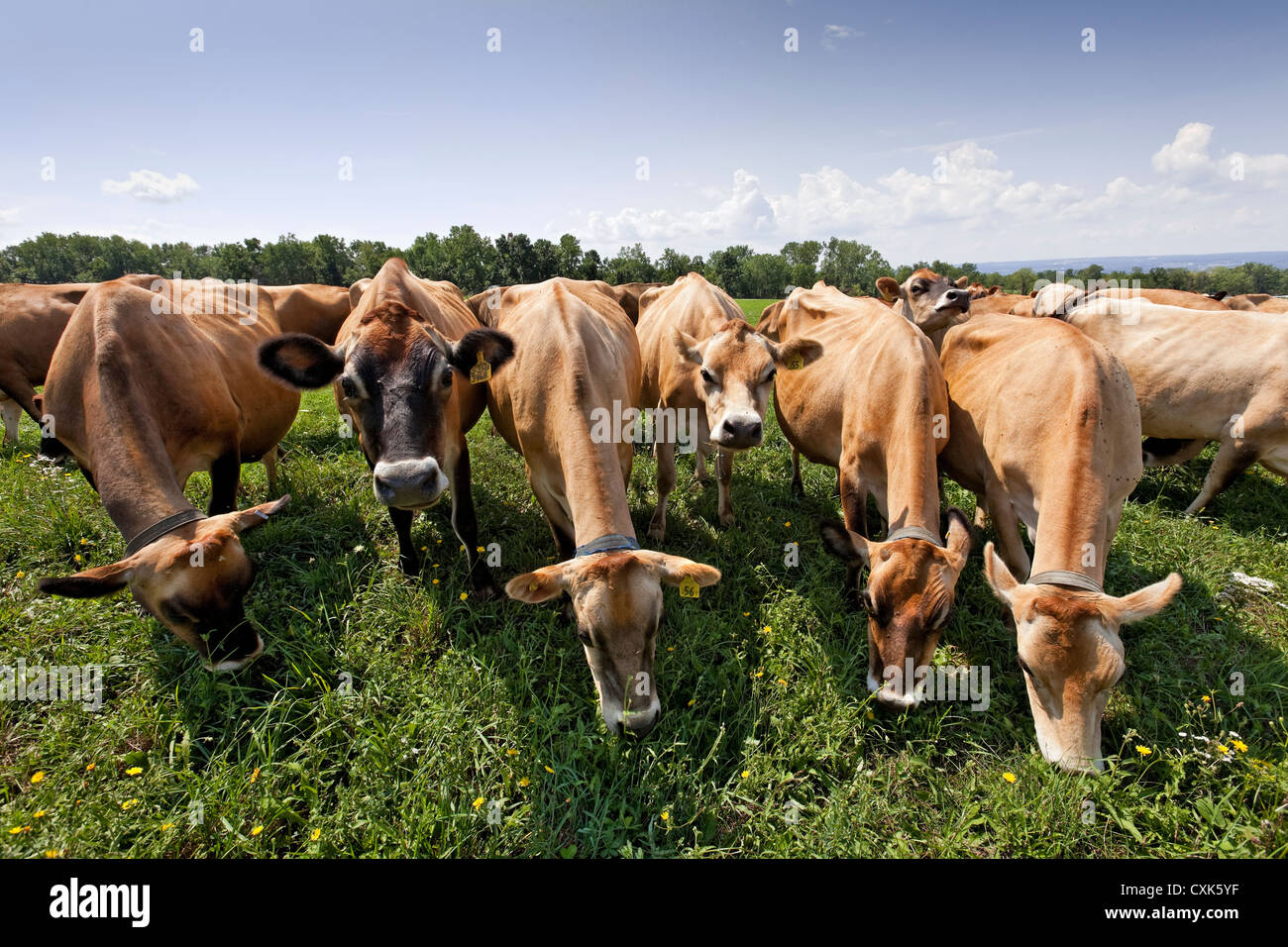 Pasturing Jersey Cows, Upstate New York State Stock Photo