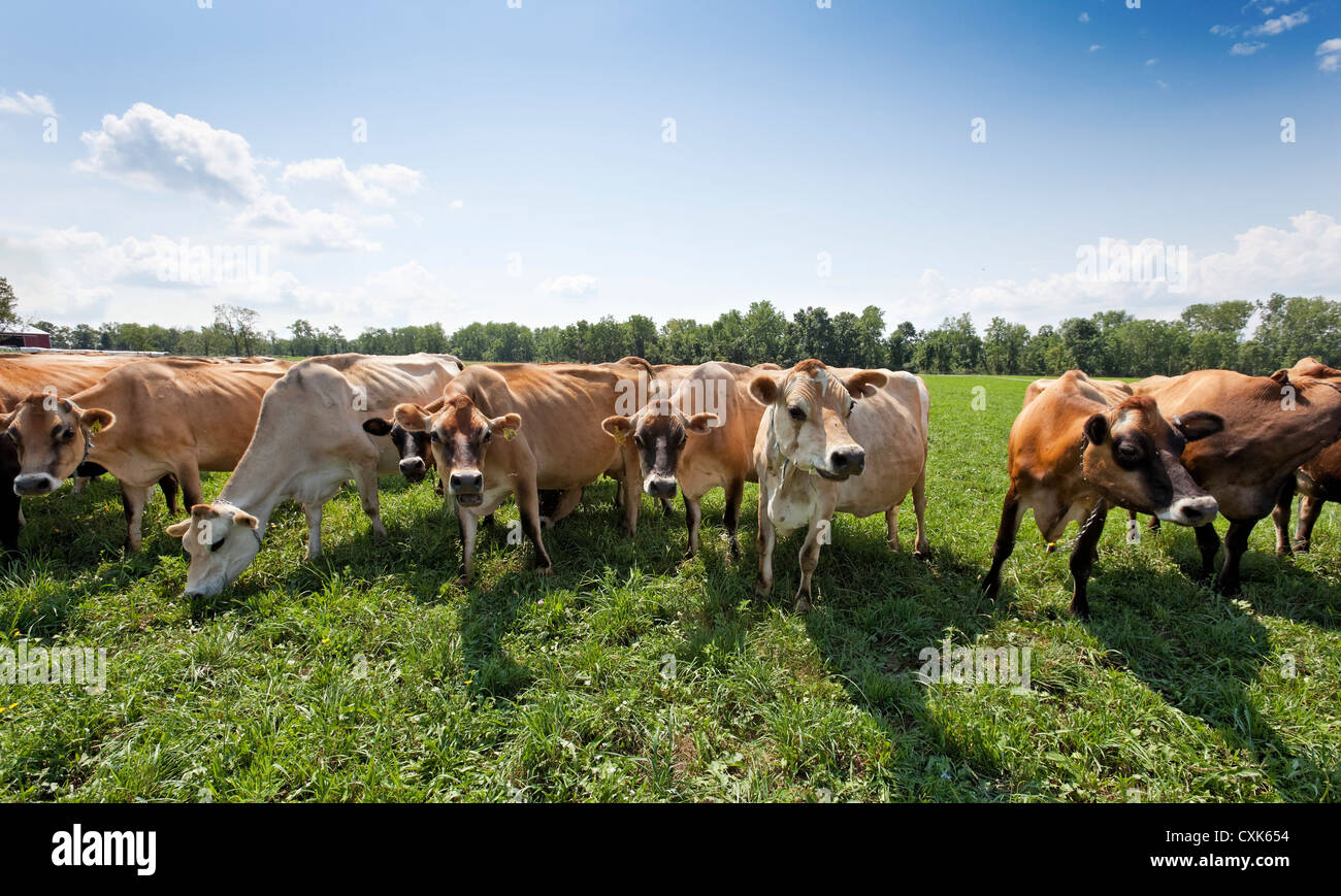 Pasturing Jersey Cows, Upstate New York State Stock Photo