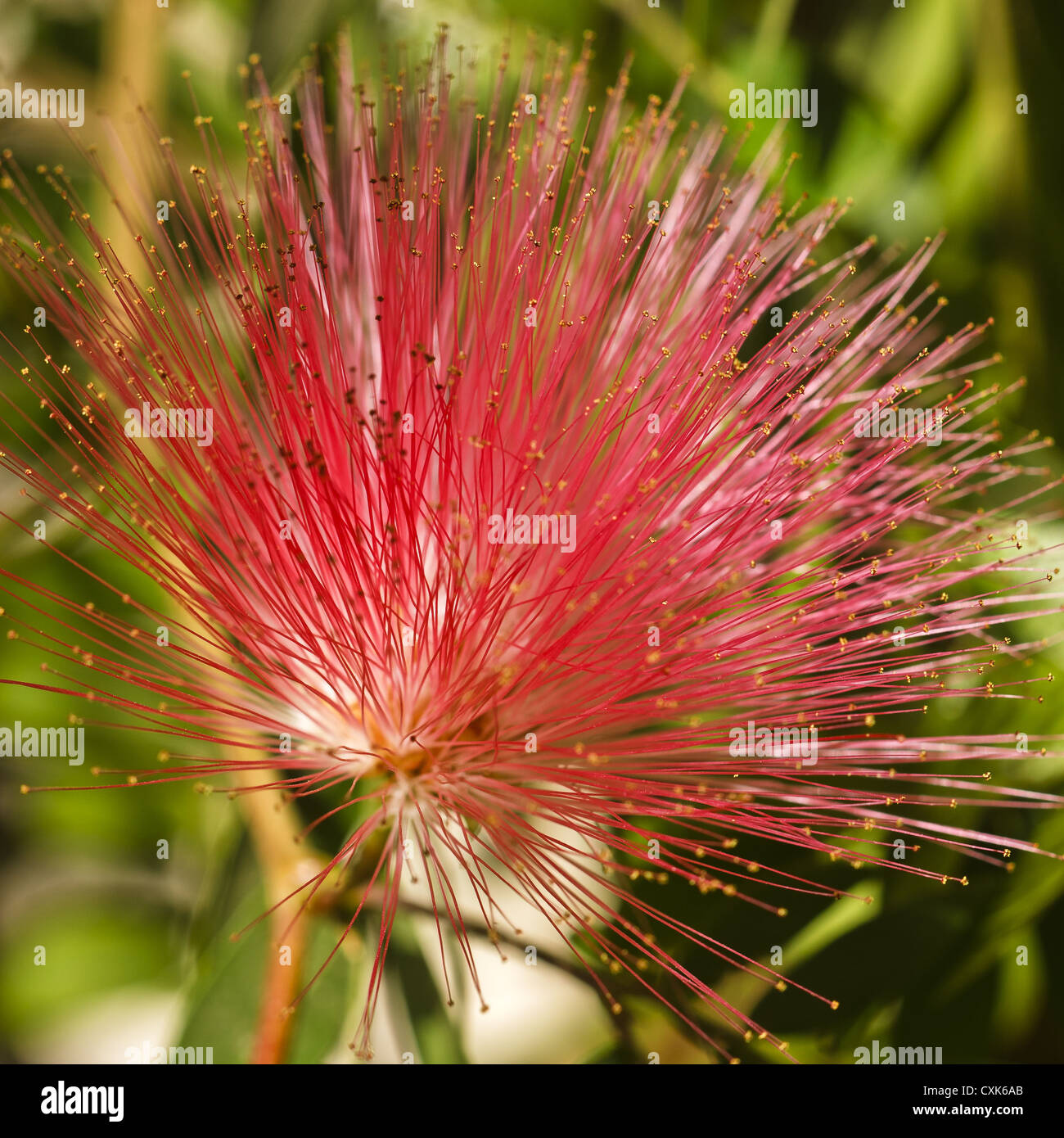 Flower Fireball Lily Scadoxus Multiflorus Stock Photo