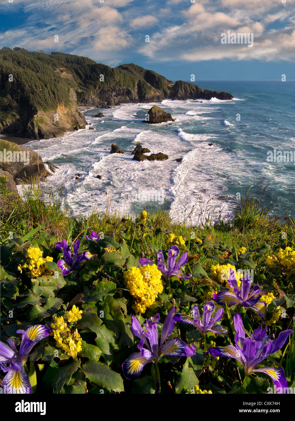 Wild Iris and Oregon Grape growing on cliff overlooking Samuel H. Boardman State Scenic Corridor. Oregon Stock Photo