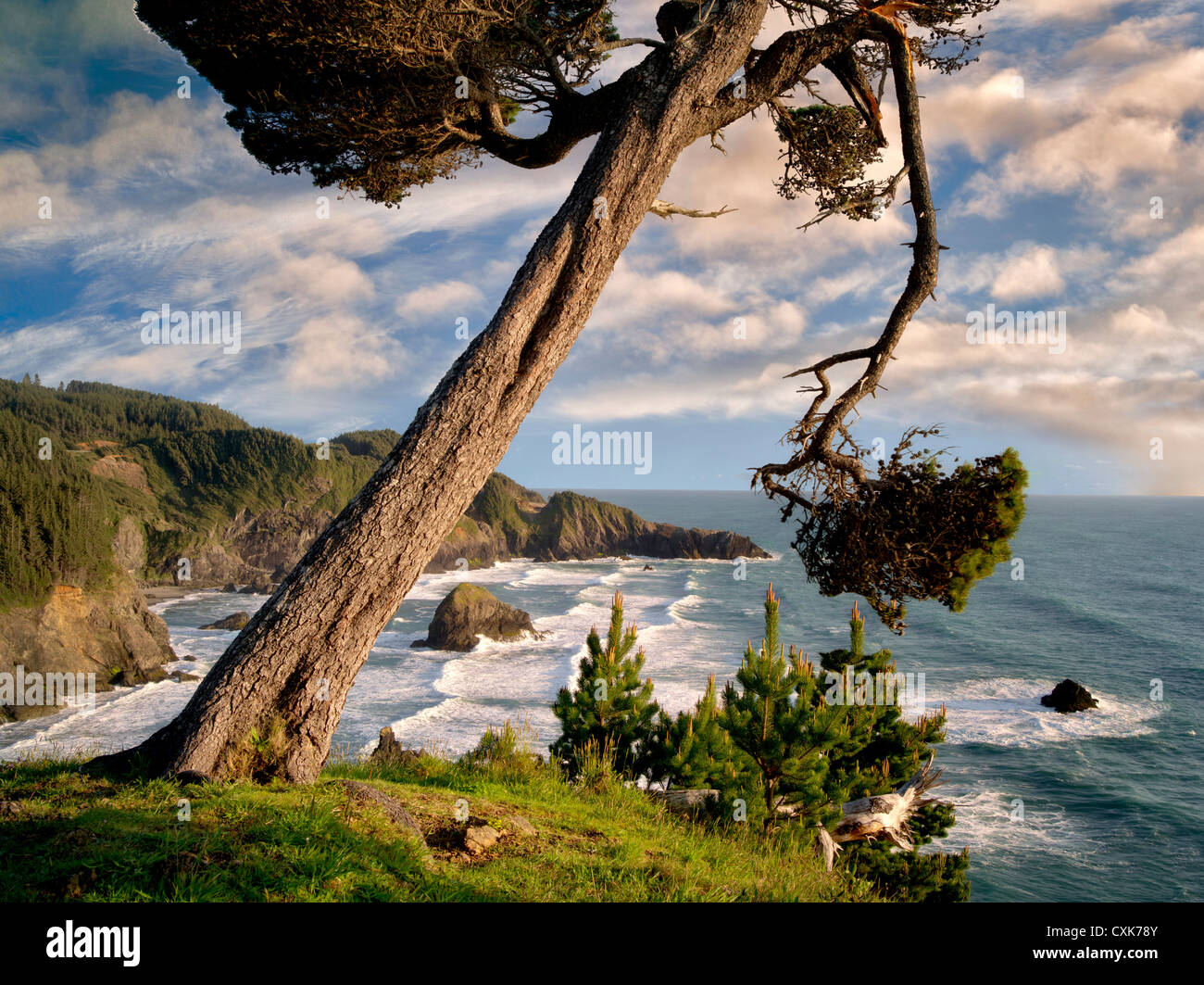 Overhanging tree and surf at Samuel H. Boardman State Scenic Corridor. Oregon Stock Photo
