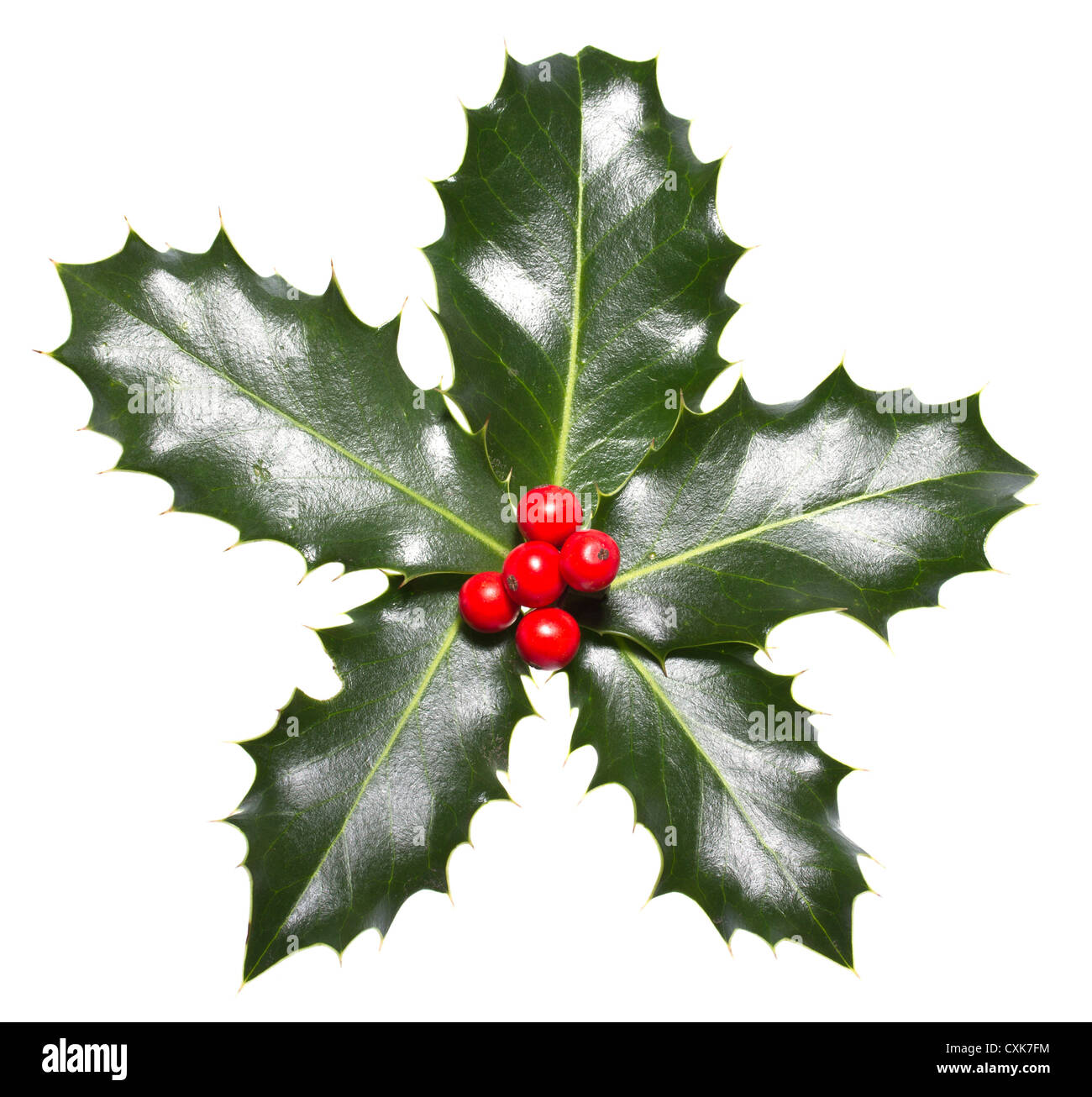 holly leaves and berries isolated on a white background Stock Photo - Alamy