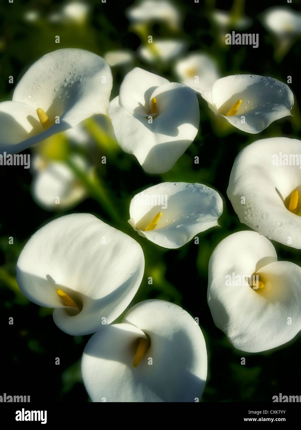 Close up of Calla Lilies. Southern Oregon Coast Stock Photo