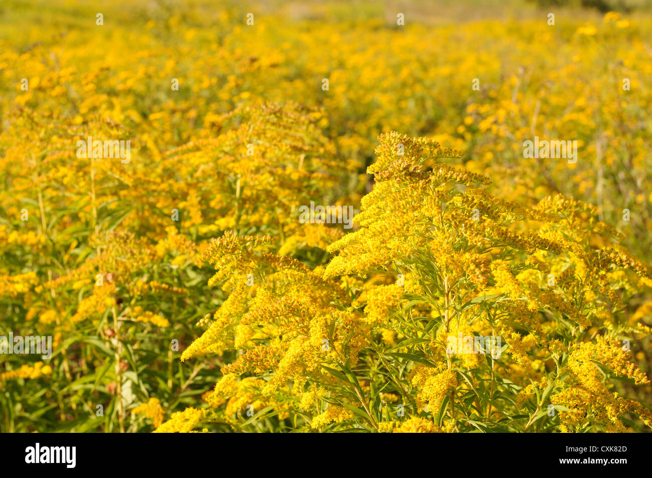 Wildflowers wildflower field hi-res stock photography and images - Alamy