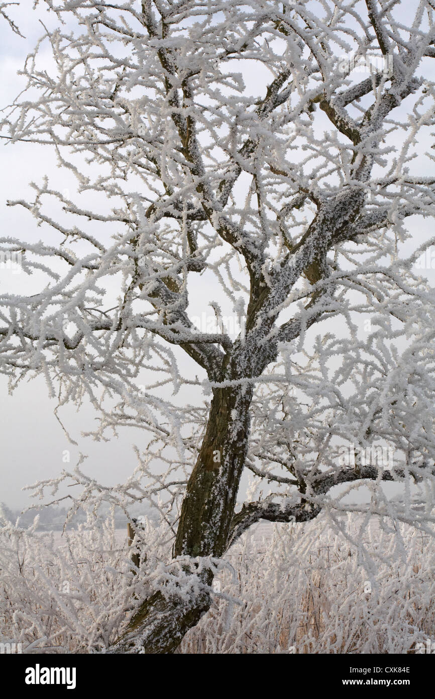 shapely tree covered in hoar frost hoarfrost at Dorset, UK in January - frost on a tree, frosted tree Stock Photo