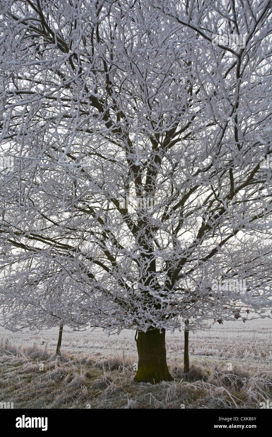 Tree covered in hoar frost hoarfrost at Dorset, UK in January - frost on a tree, frosted tree Stock Photo