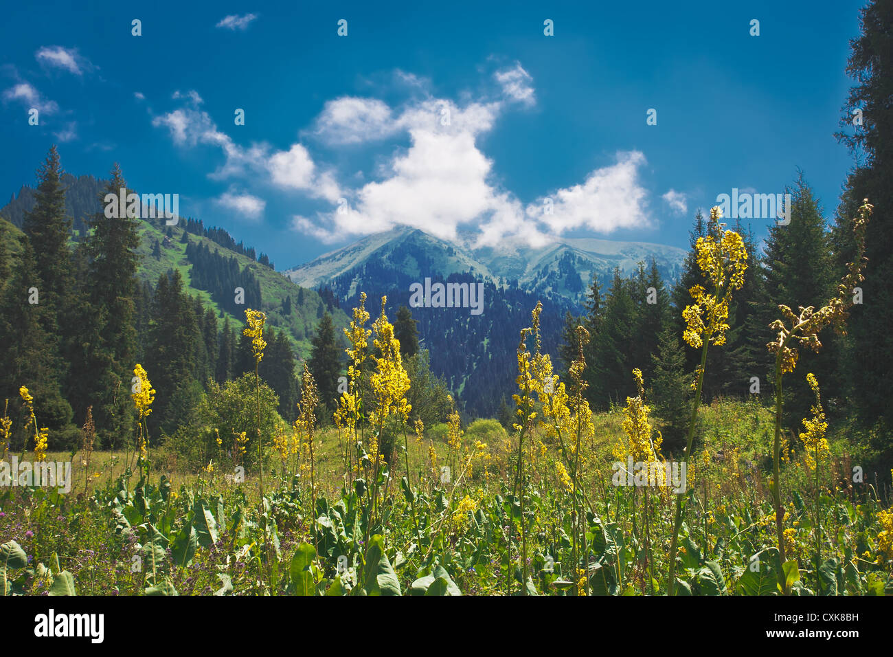 landscape summer in mountains Stock Photo