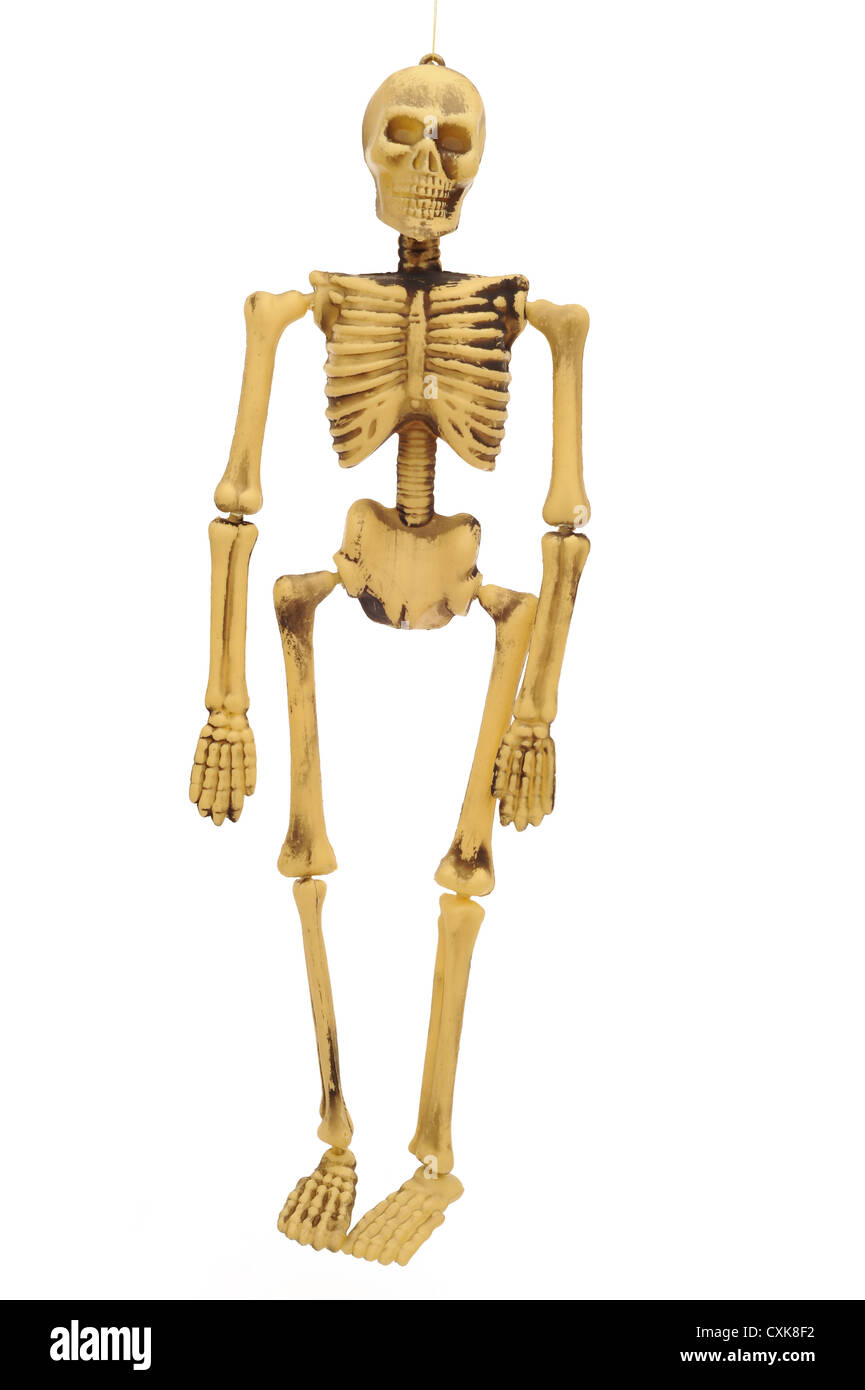 Plastic human skeleton hanging isolated on white Stock Photo