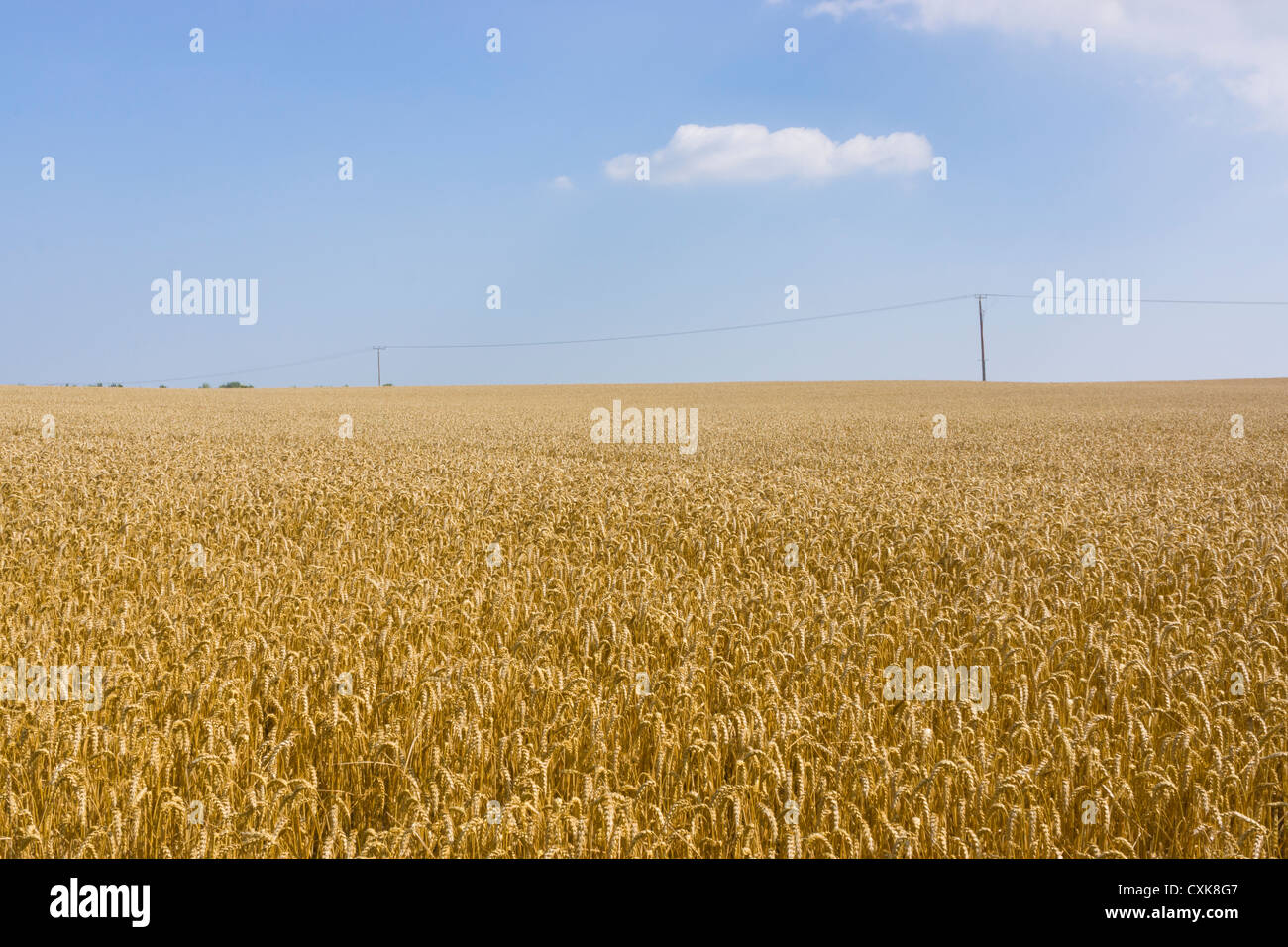 A field of wheat ready for harvesting Stock Photo - Alamy