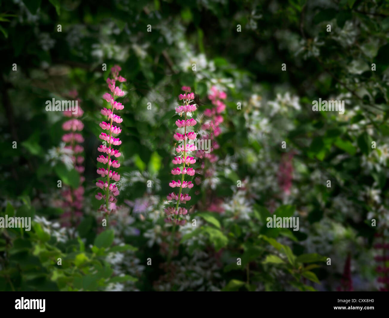 Lupines growing in Fringe tree. Schrieners Iris Gardens, Salem, Oregon. Stock Photo