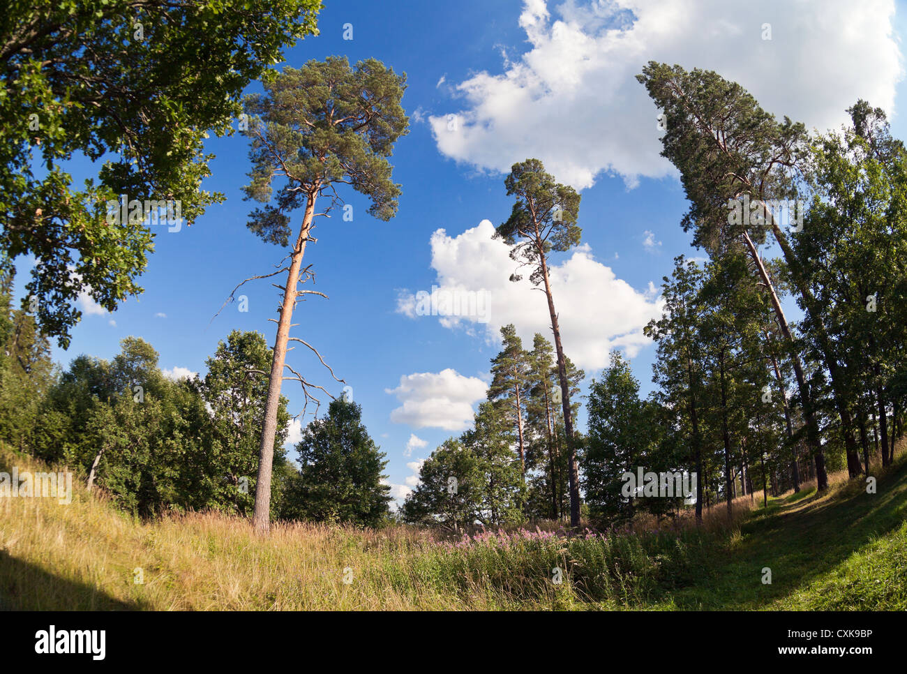 Tall pine trees in the forest against blue sky Stock Photo - Alamy