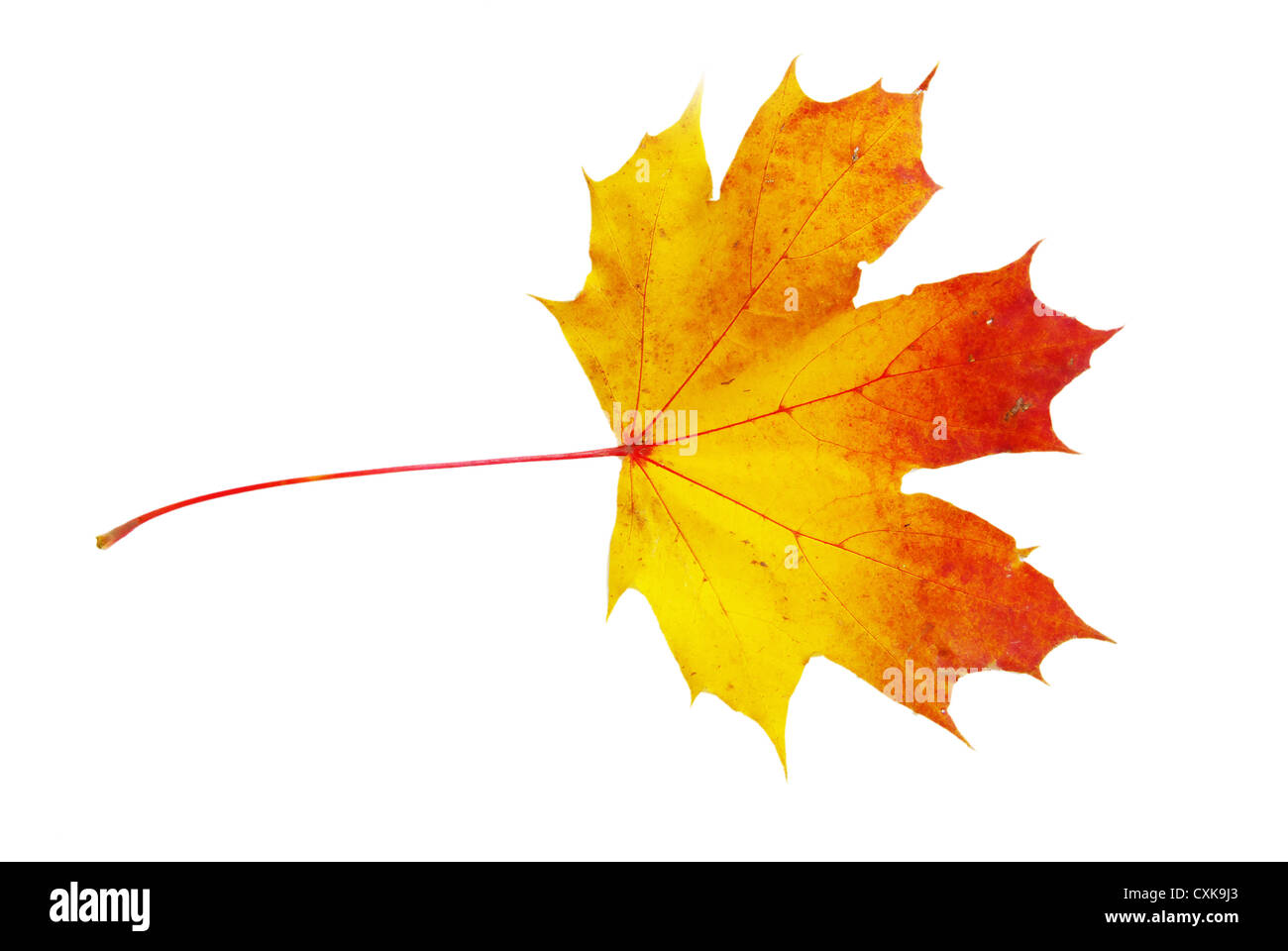 autumn maple leaf isolated on white background Stock Photo - Alamy