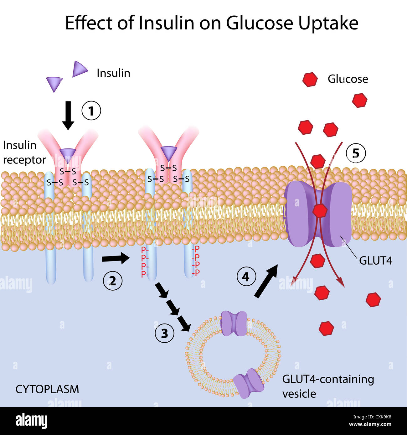 Effect of Insulin on glucose uptake Stock Photo