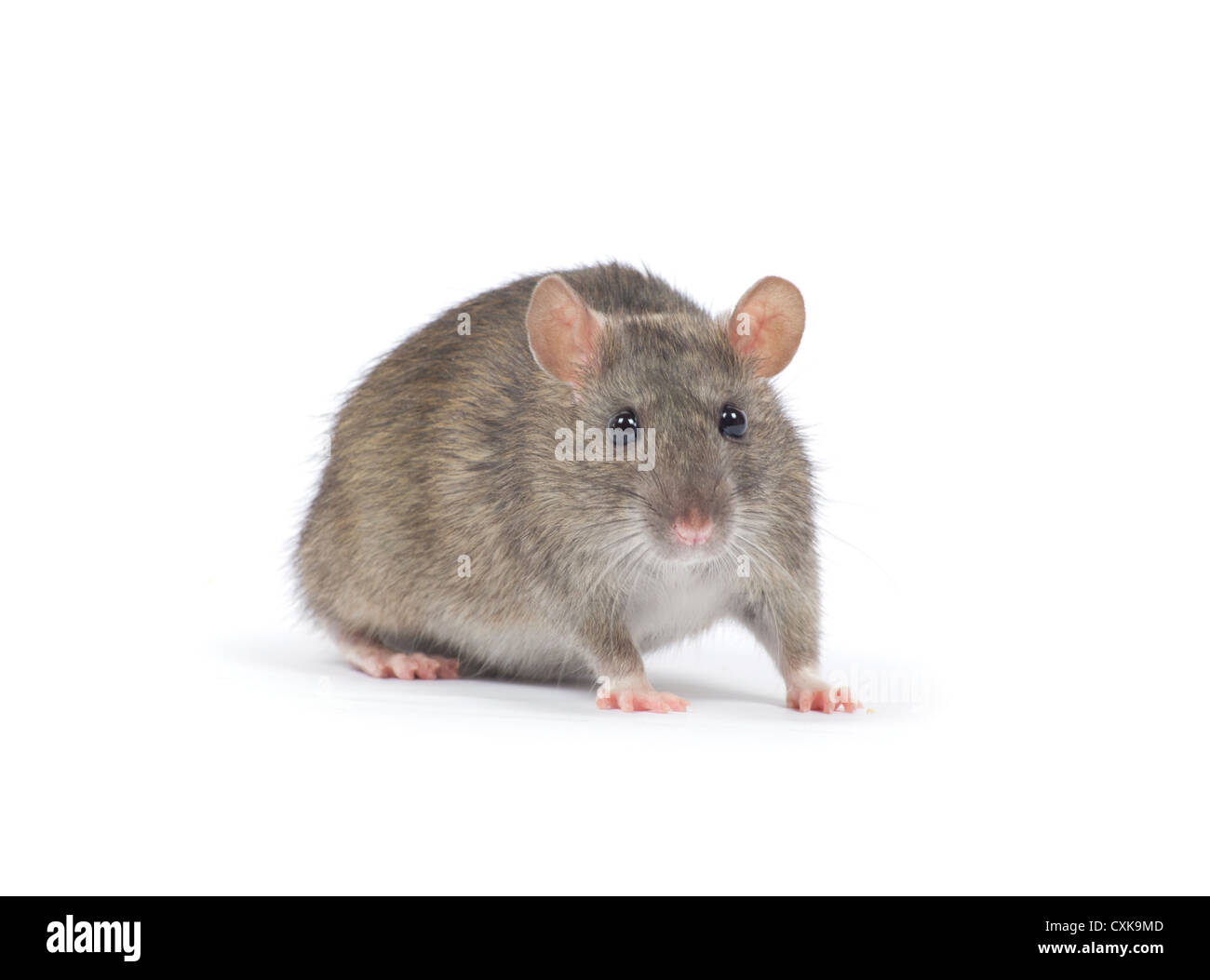 rat isolated on white background Stock Photo - Alamy