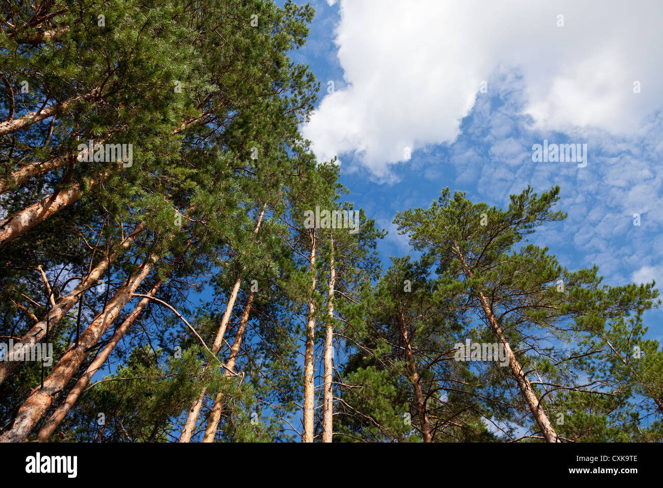 Tall pine trees in the forest against blue sky Stock Photo - Alamy