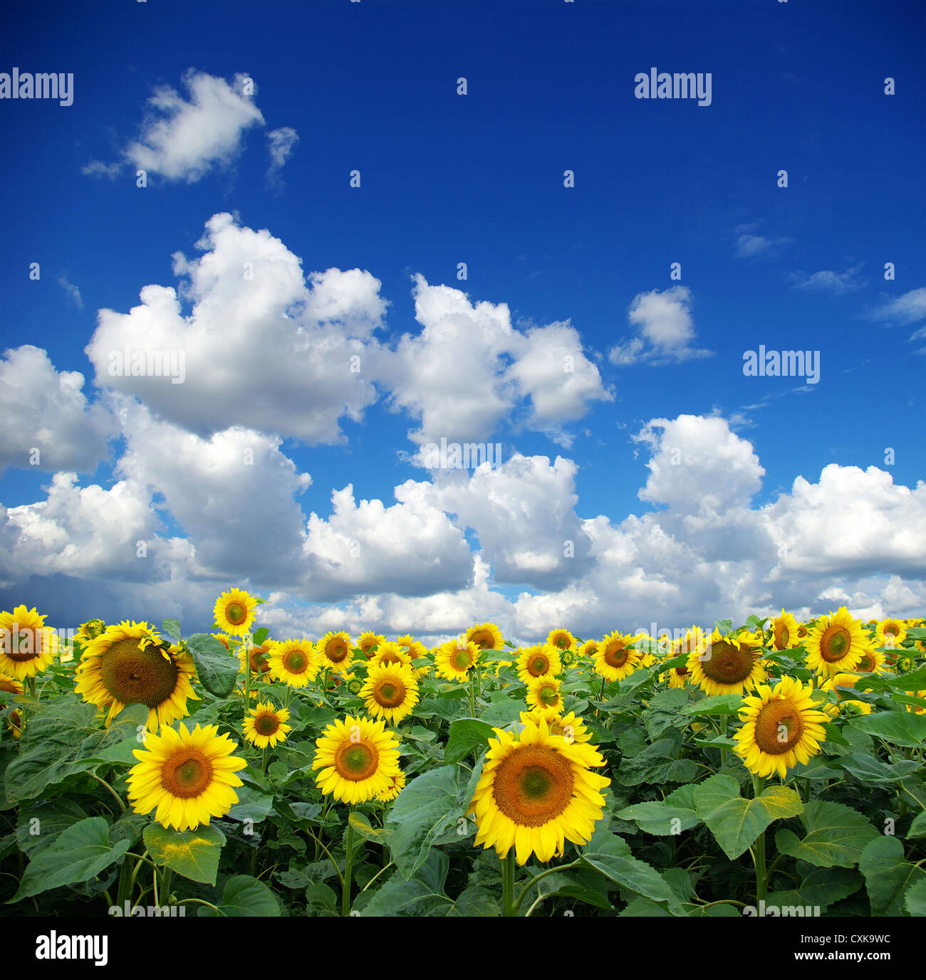 sunflower field over cloudy blue sky Stock Photo - Alamy
