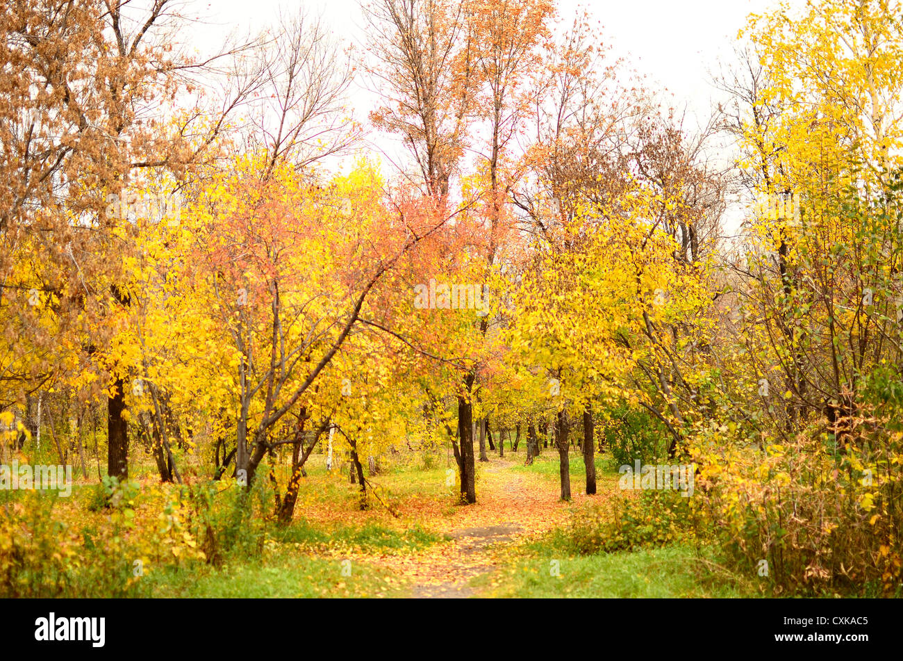 path in an autumn park Stock Photo - Alamy