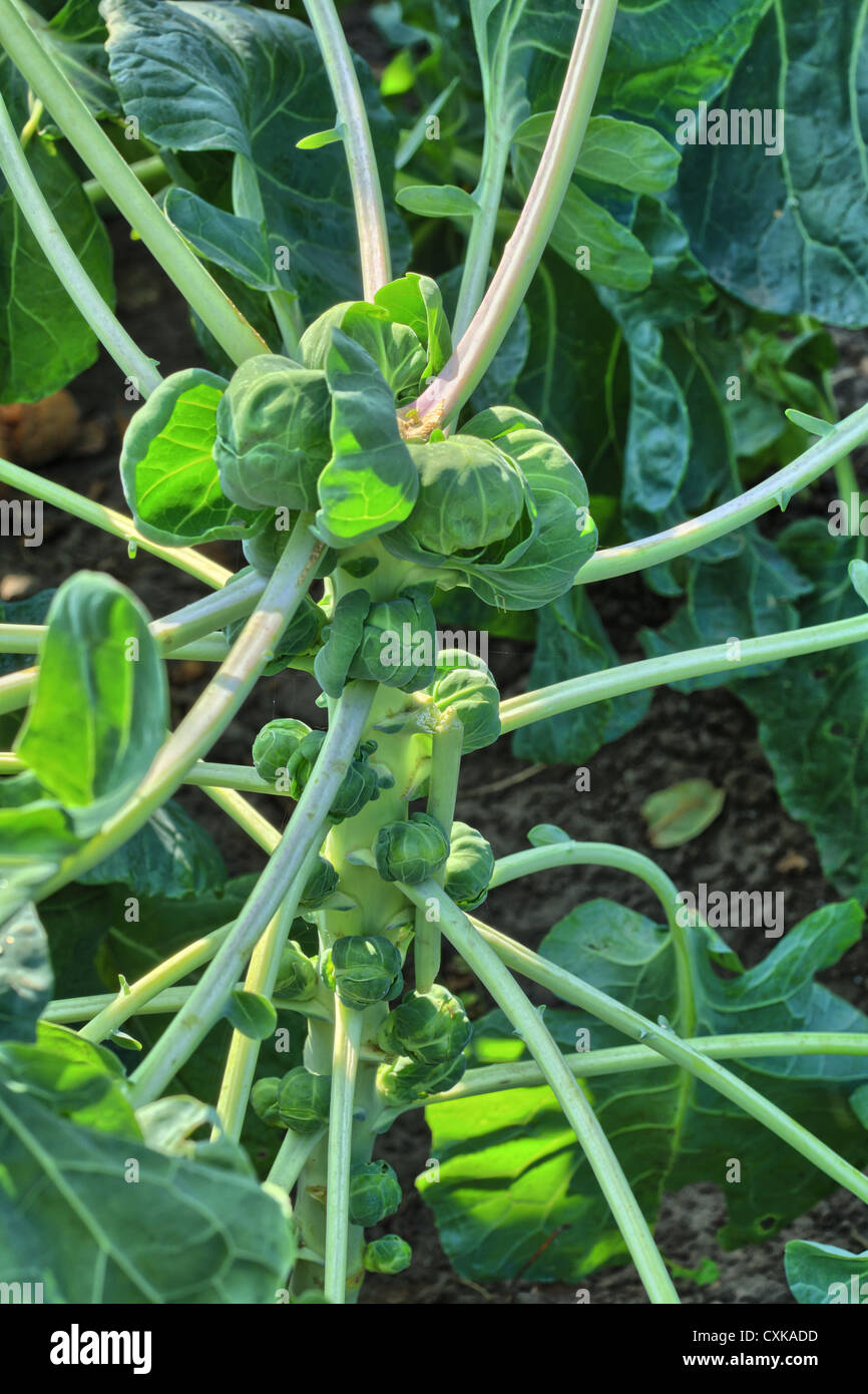 Brussels sprout matures in the garden Stock Photo