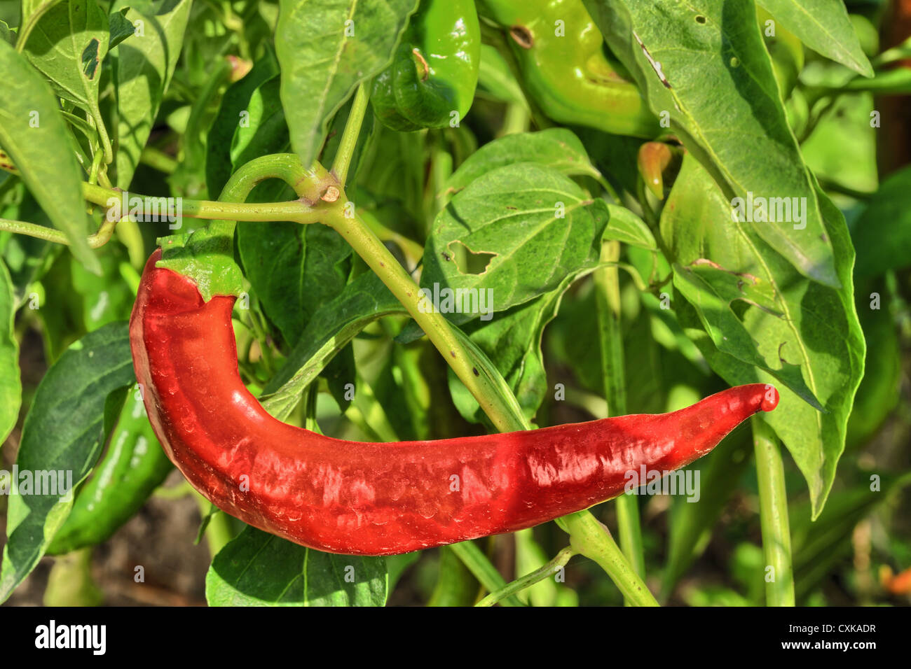 Cayenne pepper ingredient hi-res stock photography and images - Alamy