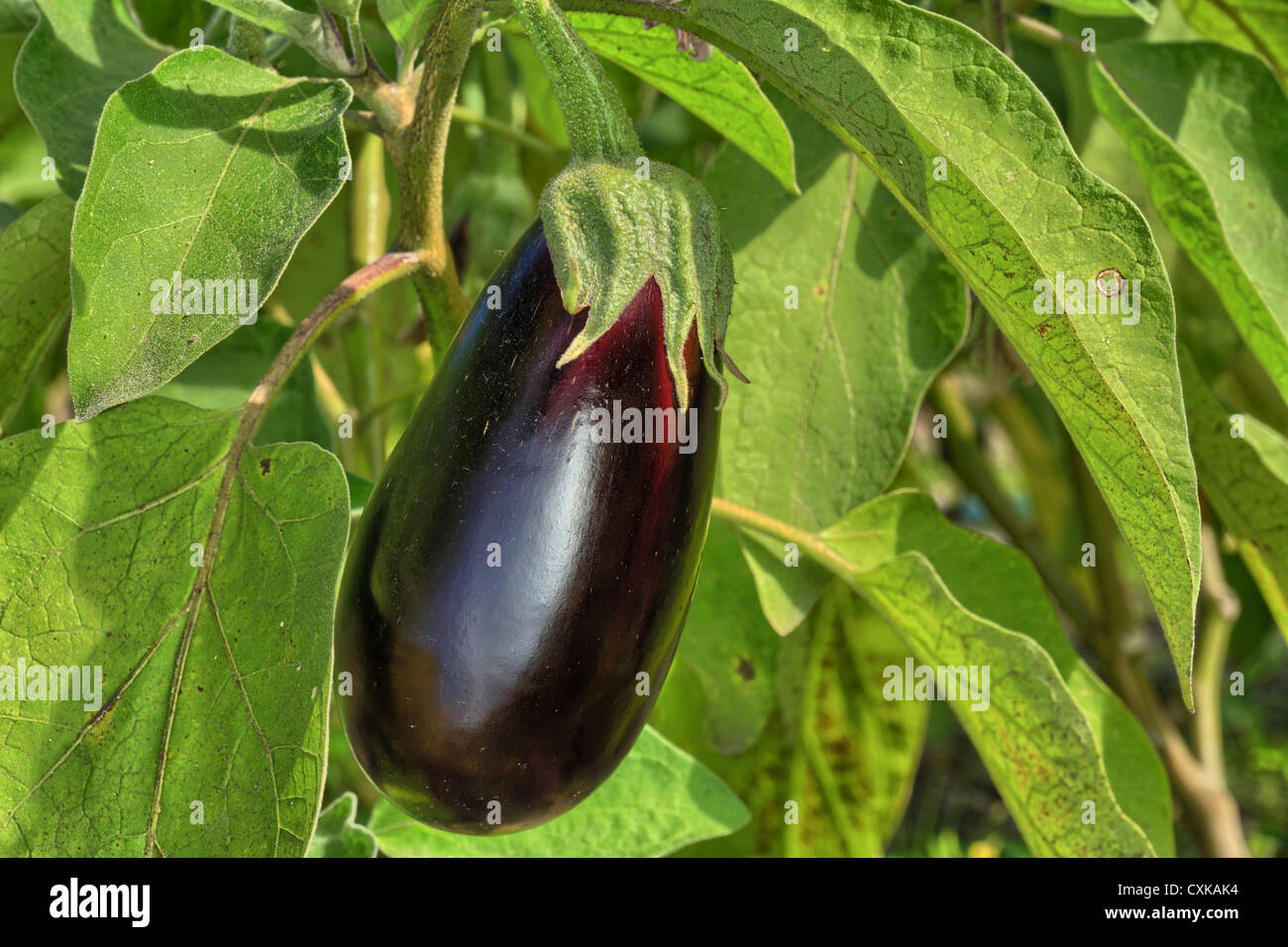 Download this stock image: Eggplant matures in the garden - CXKAK4 from Ala...