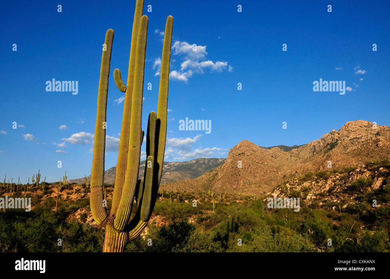 Catalina State Park is in the foothills of the Coronado National Forest, Santa Catalina