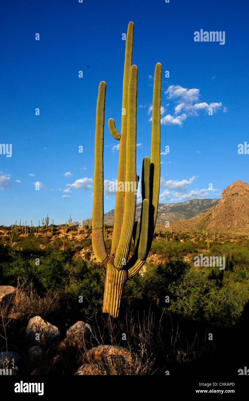 Catalina State Park is in the foothills of the Coronado National Forest