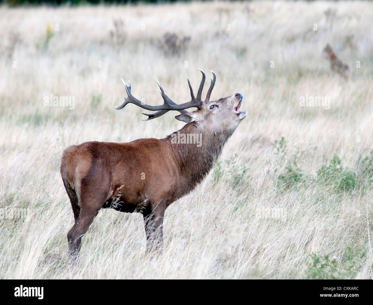 A bellowing red deer stag ( Cervus elaphus ) Stock Photo