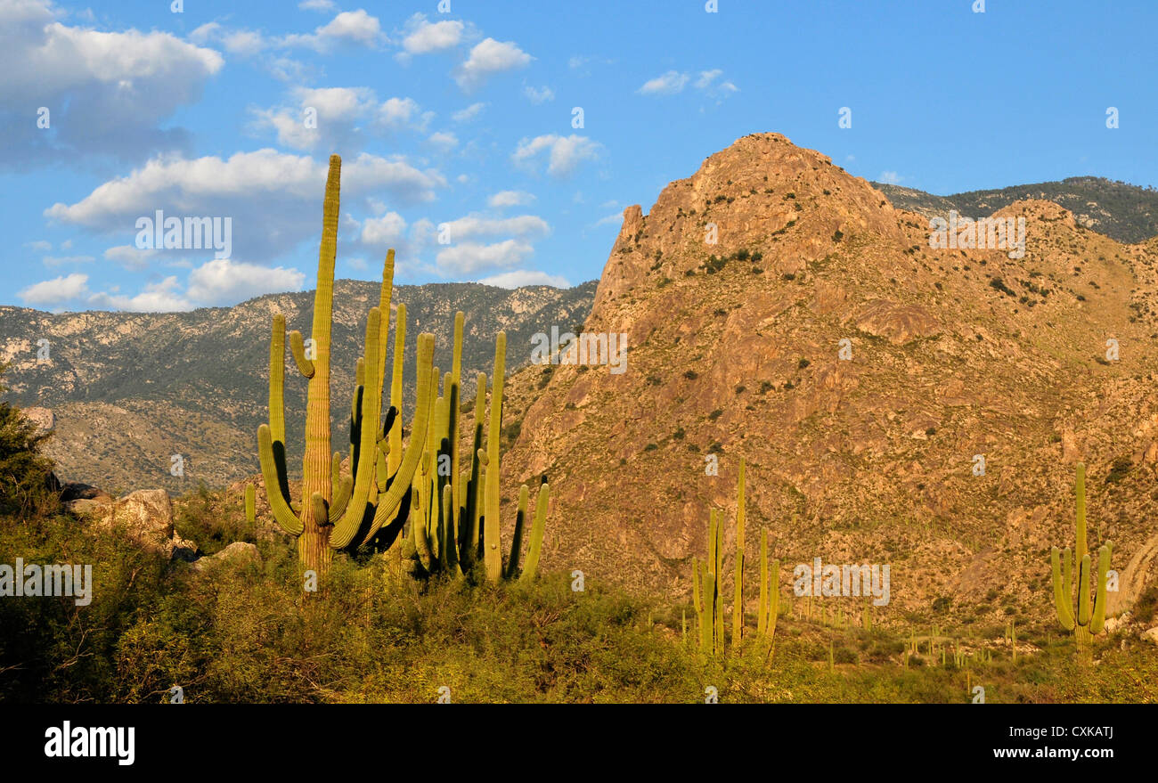 Catalina State Park is in the foothills of the Coronado National Forest