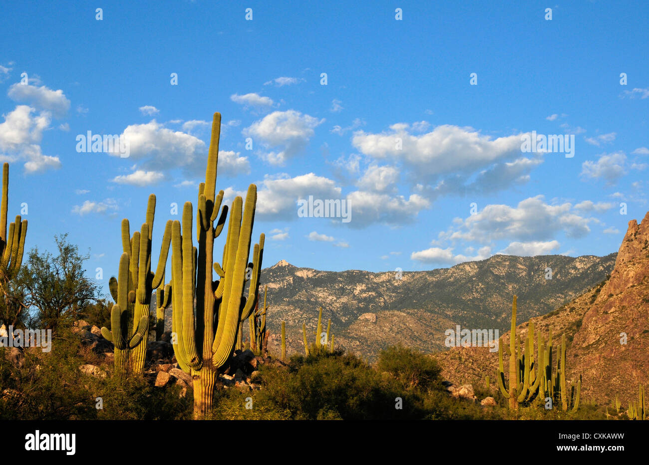 Catalina State Park is in the foothills of the Coronado National Forest, Santa Catalina