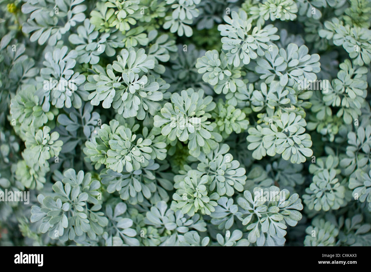 Rue leaves growing in an English garden. Rue is a culinary and medicinal herb referenced in Shakespeare and Harry Potter. Stock Photo