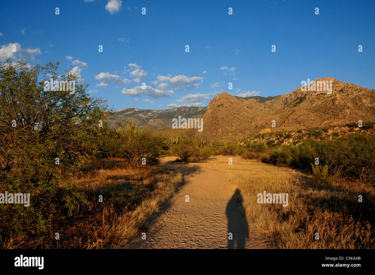 Catalina State Park is in the foothills of the Coronado National Forest