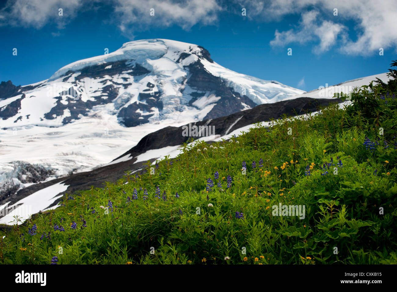 Wildflowers dot the landscape from Heliotrope Ridge under the dome of ...