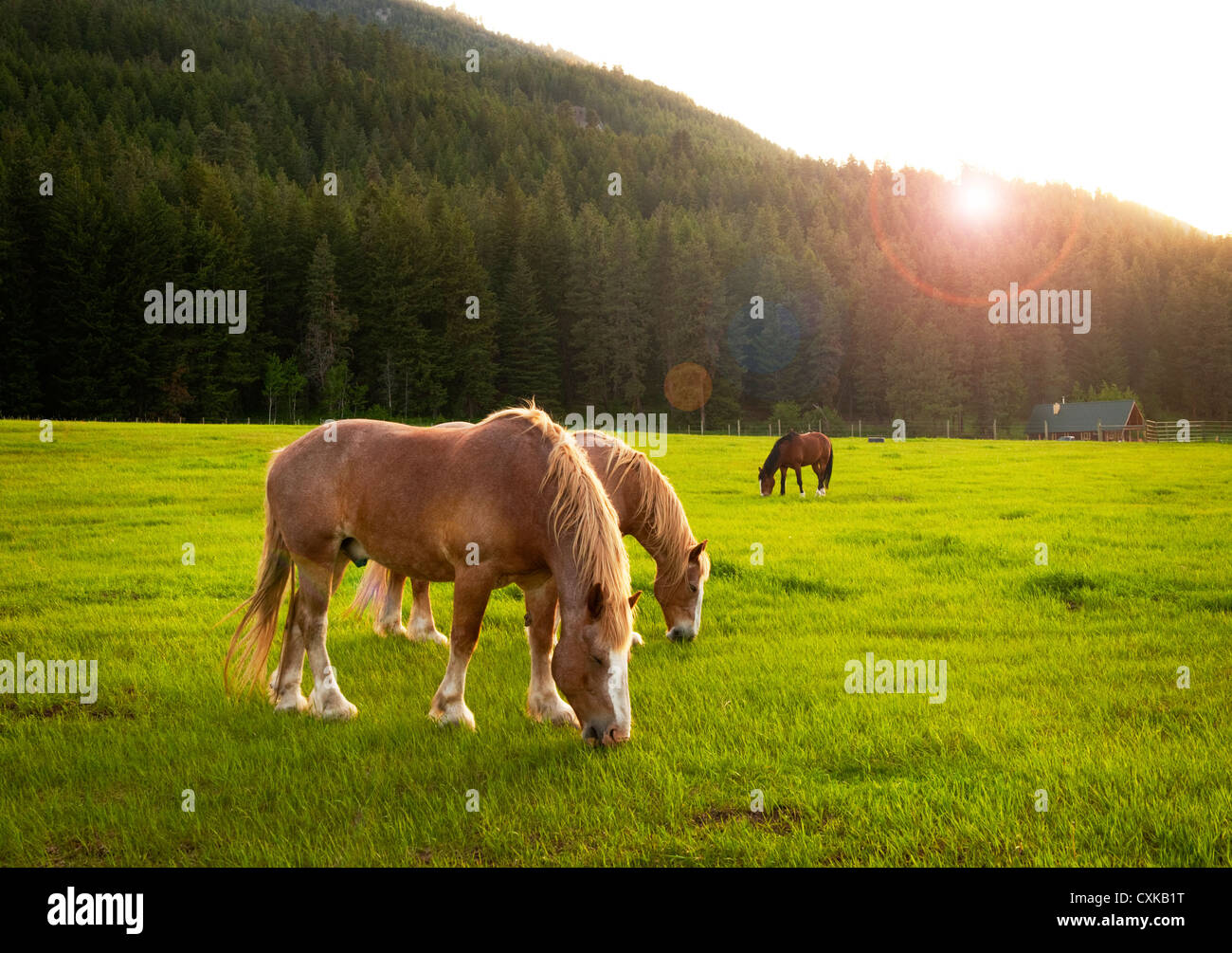 Horses in the Methow Valley of eastern Washington graze in a spring grassy pasture on a ranch along Highway 20. Stock Photo