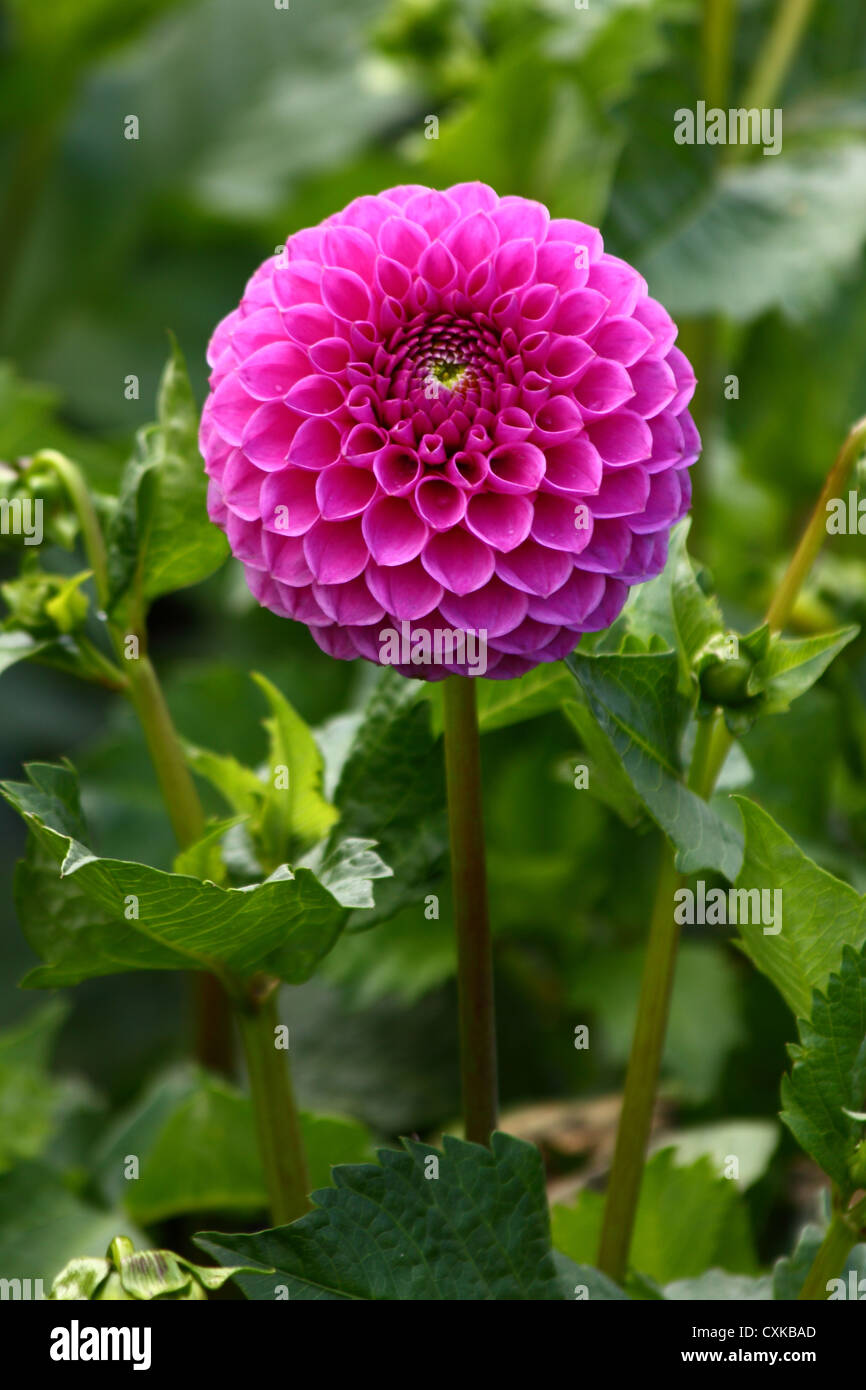 Dahlia in full bloom Stock Photo Alamy