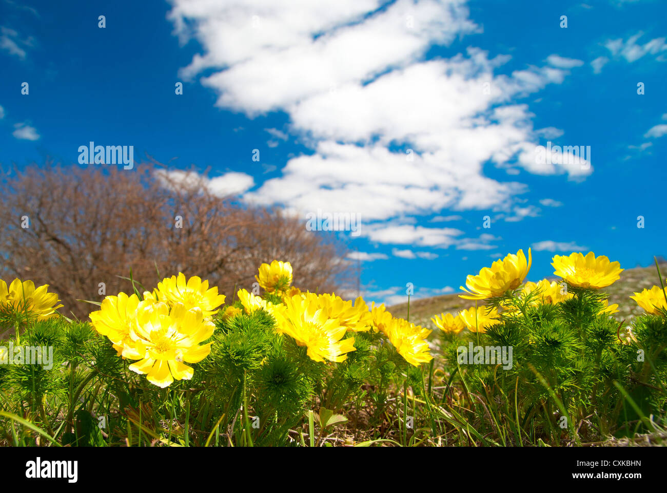 Yellow flowers (Adonis vernalis) Stock Photo