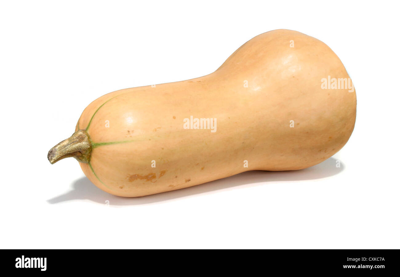butternut squash photographed on a white background Stock Photo