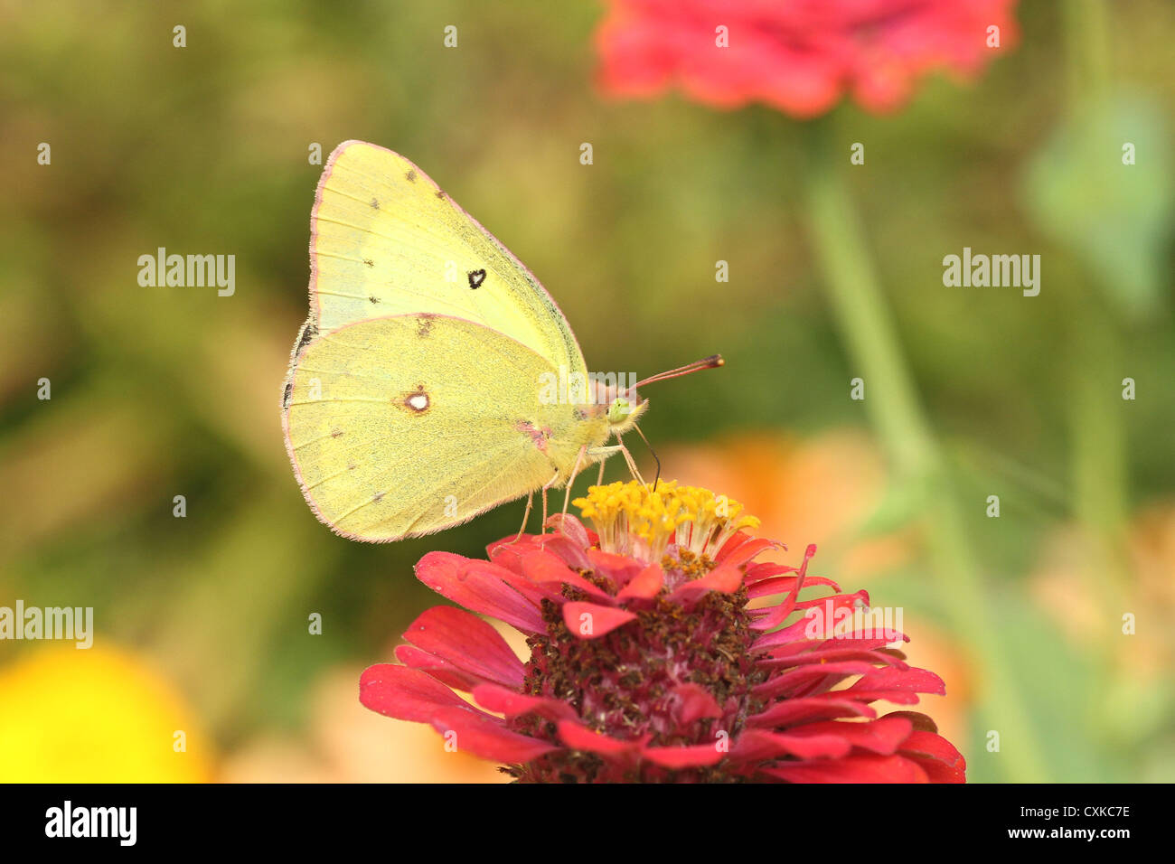 Cloudless sulphur butterfly on zinnia Stock Photo