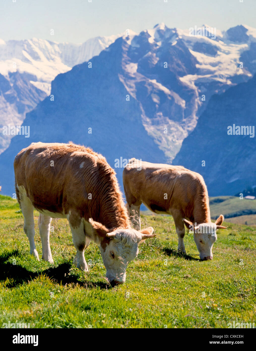 SWISS DAIRY COWS Stock Photo