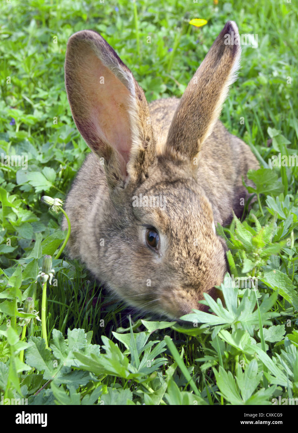 brown rabbit in green grass Stock Photo